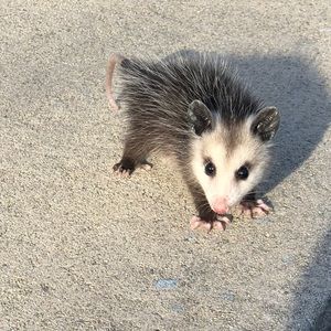 Meet your Posher, Meggan